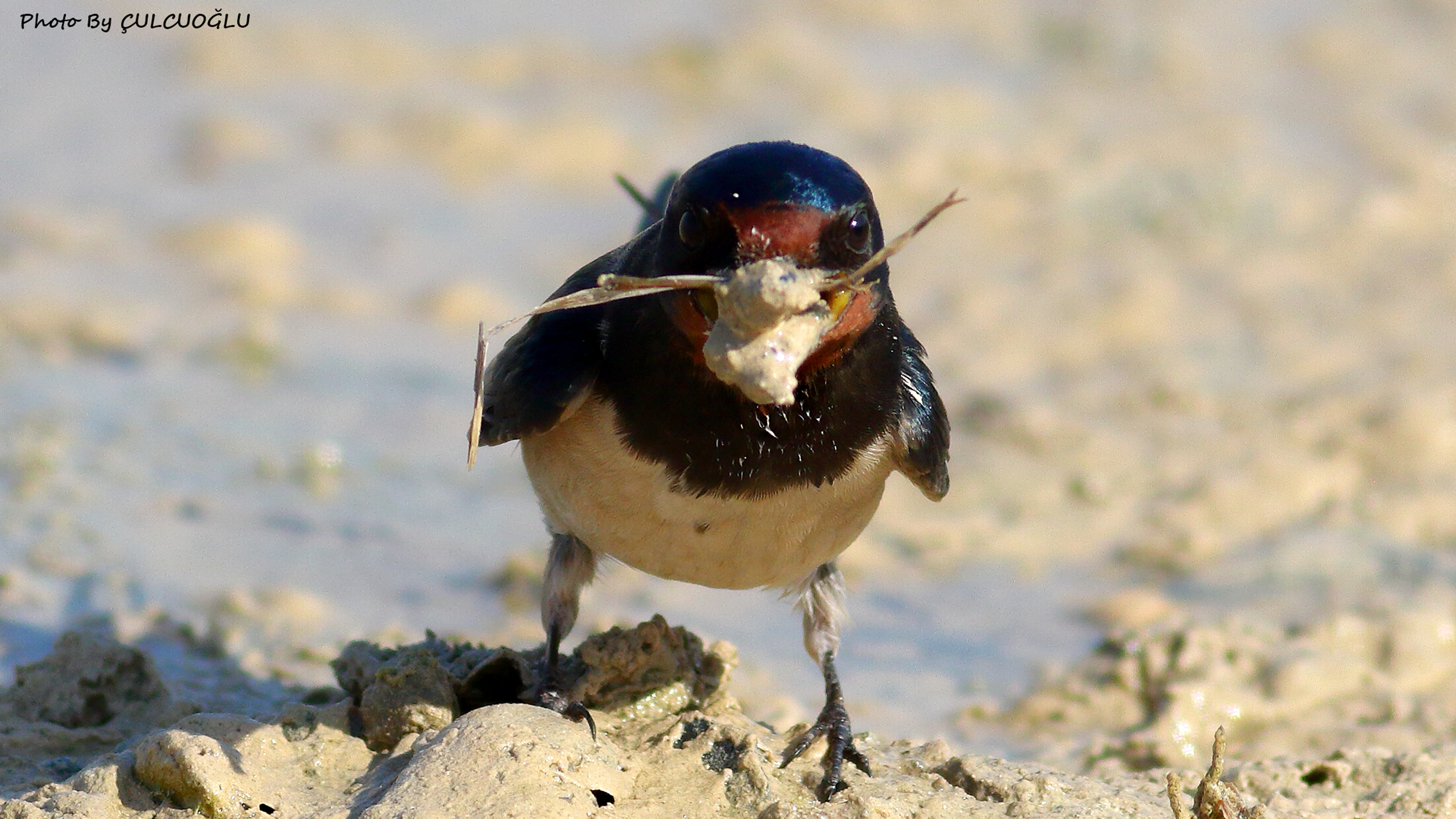 Barn Swallow